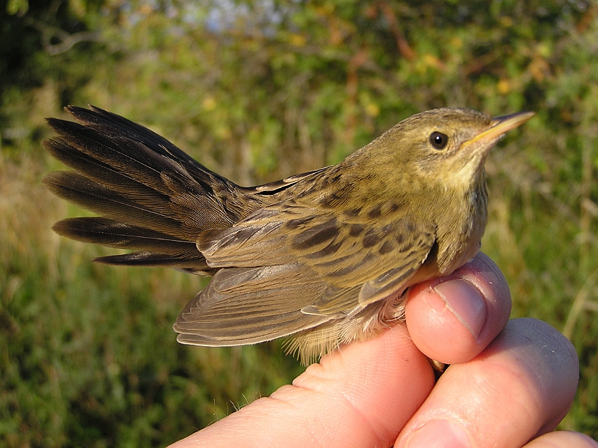 Common Grasshopper Warbler, Sundre 20080731